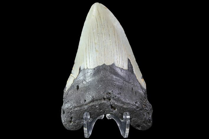 Bargain, Megalodon Tooth - North Carolina #83922